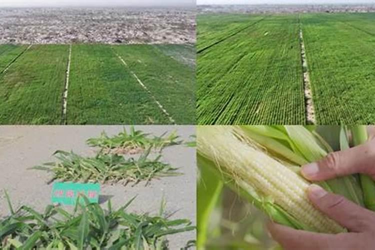生地怎样种玉米