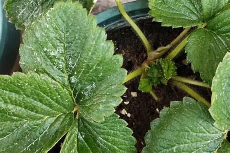 草莓磷酸二氢钾用那种