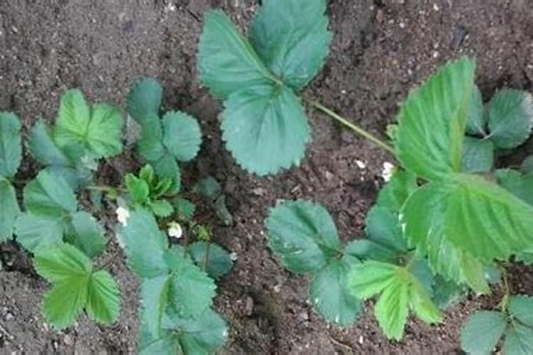 草莓施肥用什么肥料 草莓施肥使用的肥料介绍