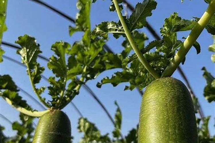 沙糖桔转色前打0.01%羟基芸苔素