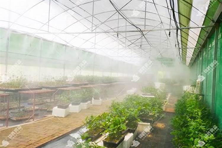 大棚阴天下雨可以打叶面肥吗？