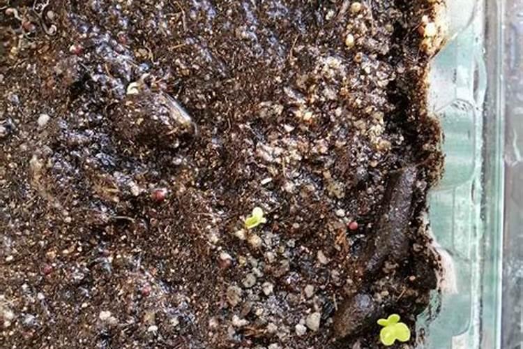 上海青的种植方法有哪些 怎么种植出产量高品质好的上海青
