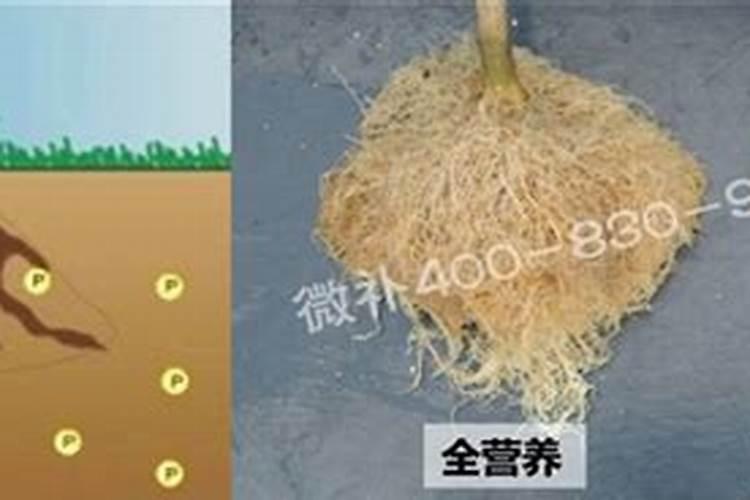 什么肥料促进根系生长