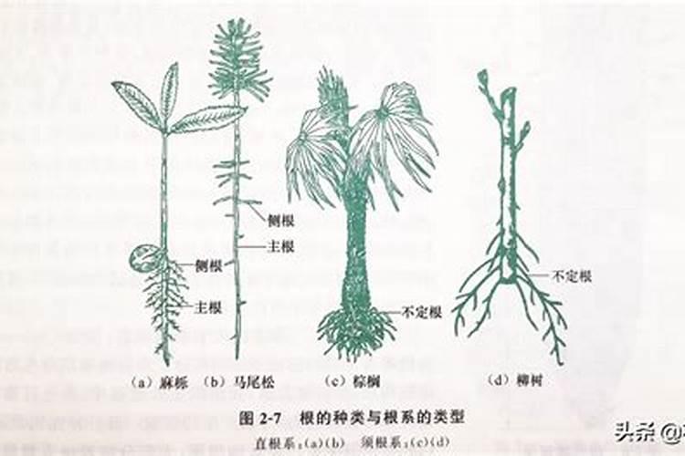 让树木快速生长的肥料