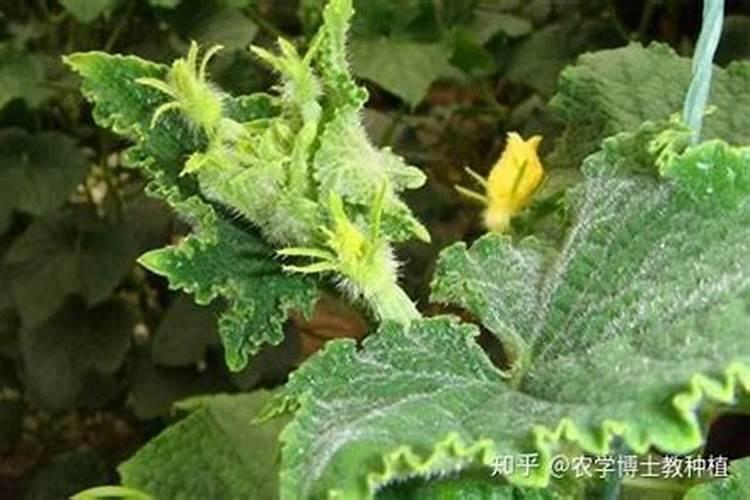大棚种植的黄瓜遭遇了肥害,该怎么进行治疗呢？