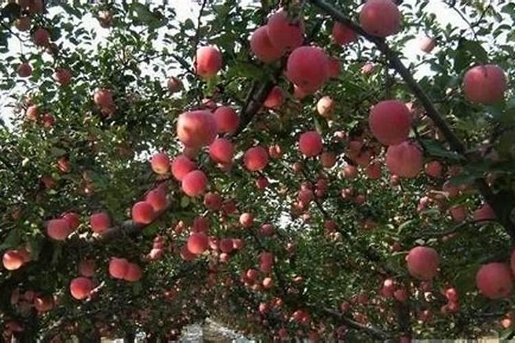 胶东地区苹果(富士)病虫害防治历