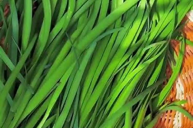 种韭菜用什么肥料最好