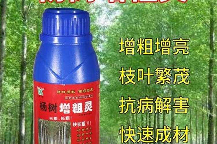 速生杨树用什么肥料长得快