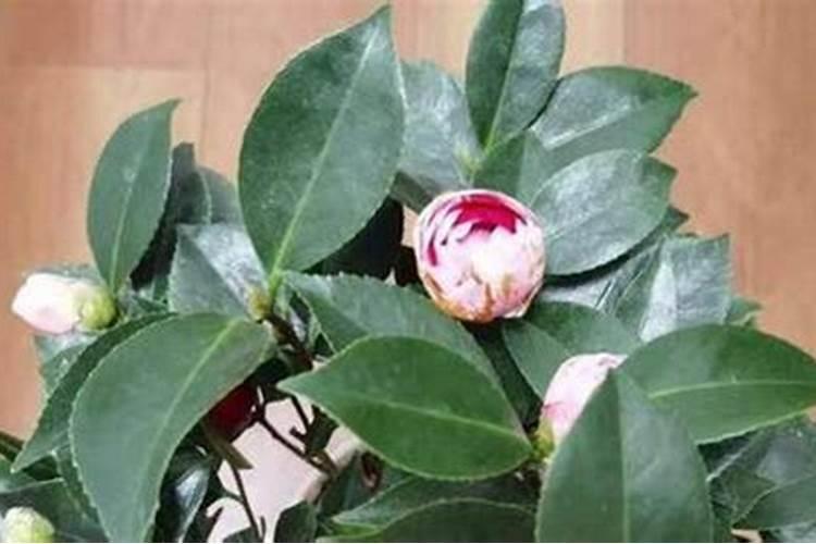 茶花花期能施什么肥 如何正确为它施肥