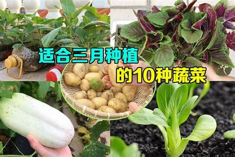 司尔特高浓度硫酸钾复合肥三个15的颗星星粒是什么形状
