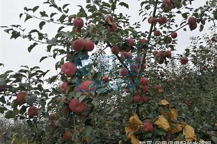 硼肥有哪些