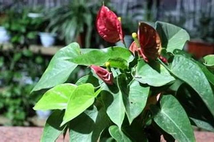 红掌花浇什么肥料合适
