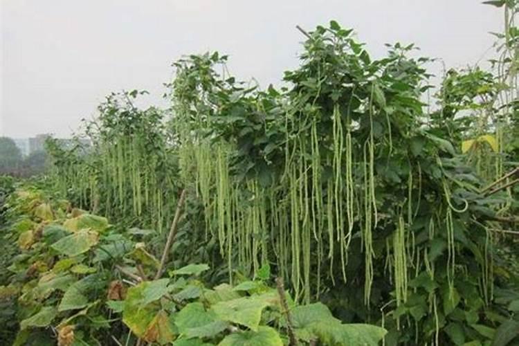 小麦叶面肥是什么时期可以用的？大概是哪个时间段？