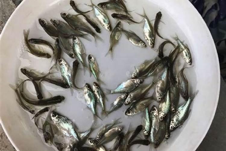 广东台山特产:台山鳗鱼