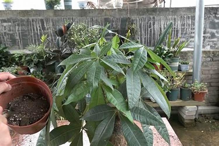 小树怎样生根快杀虫 如何使树木快速生根