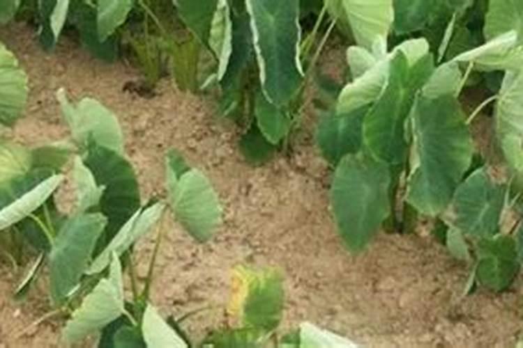 种香芋施什么肥最好