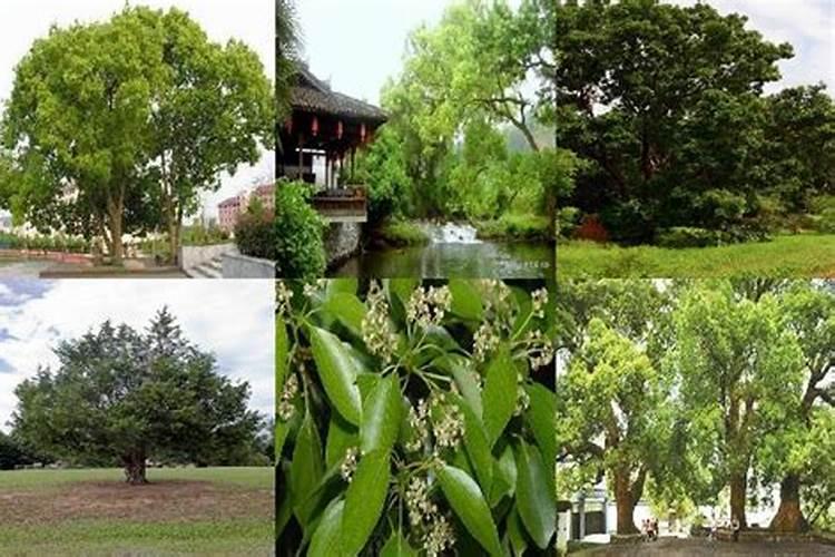 香樟树叶子发黄怎么治
