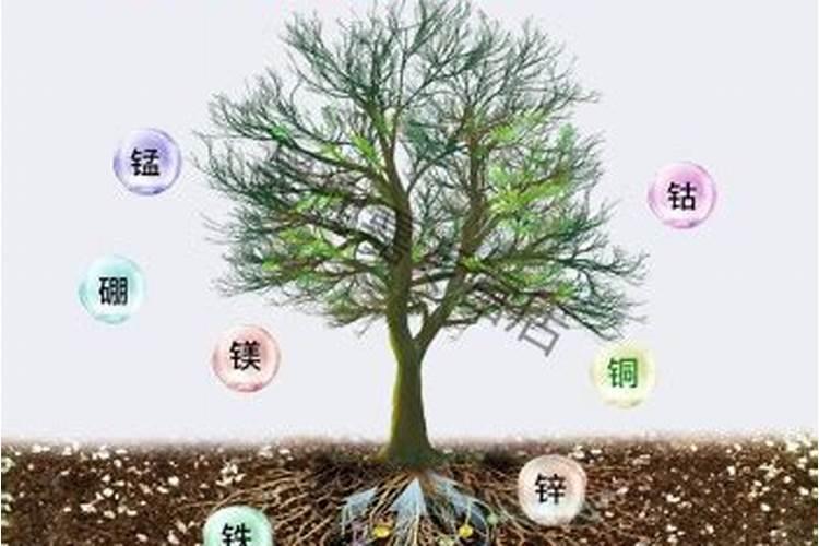 香樟树叶子发黄怎么治