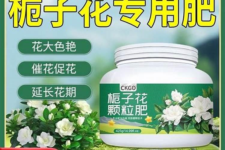栀子花如何施肥年年开花大爆盆