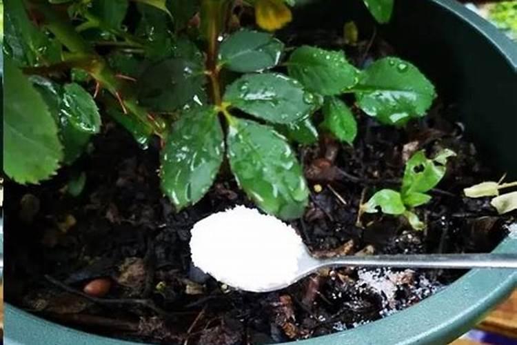 月季梅雨季节怎么施肥？