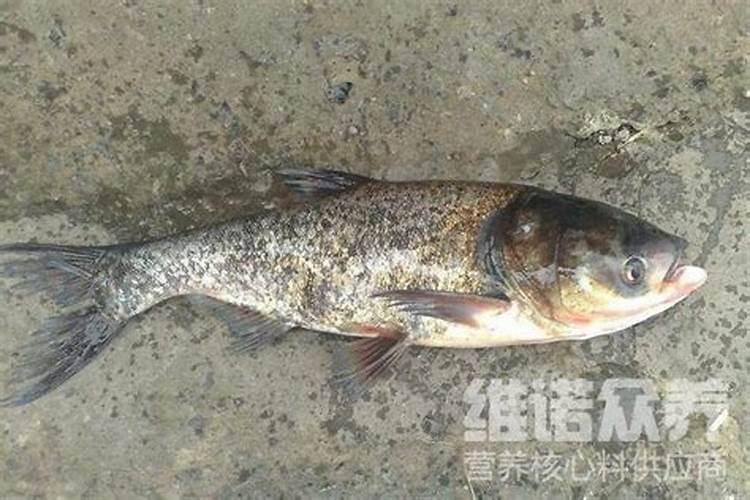 千层金养护与病虫害
