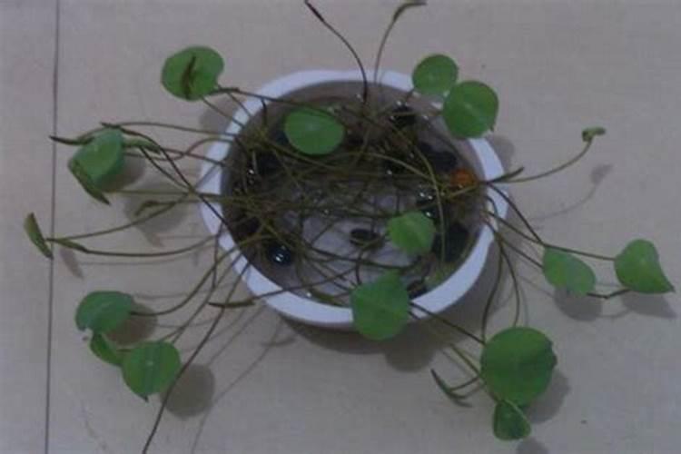 碗莲可以放生根粉吗