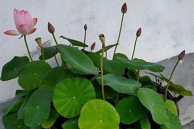 碗莲发芽张根后可以种在土里吗