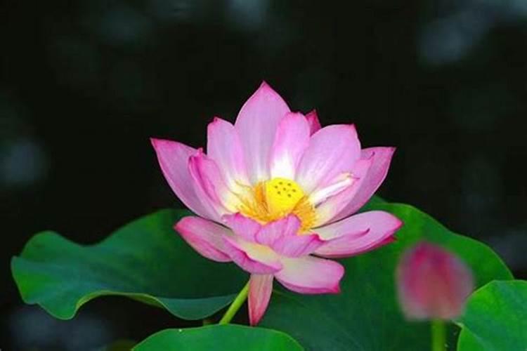 碗莲的种植方法碗莲怎么种