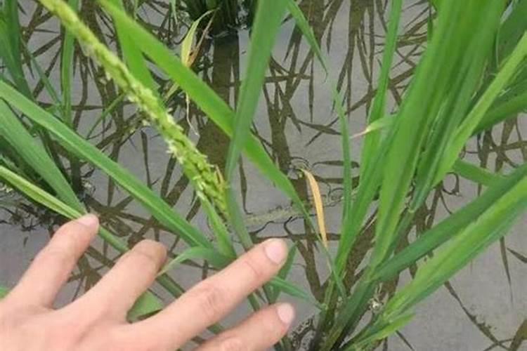 水稻什么时候用芸苔素好 使用方法及技巧