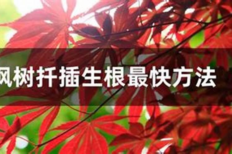 枫香树怎么种