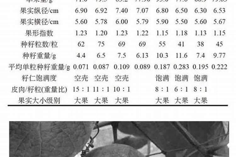 罗汉果病毒病症状与防治方法