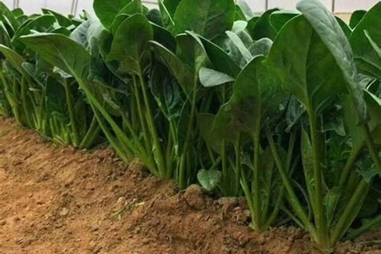 波菜种下去几天发芽 多久可以施肥