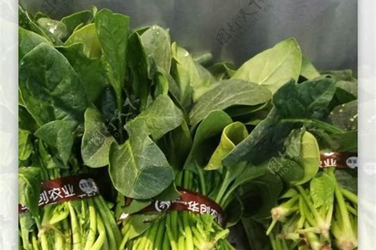 菠菜出苗后几天可以施肥