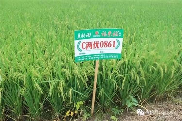 大蒜除草用什么除草剂 苗前用什么除草剂 需要注意些什么
