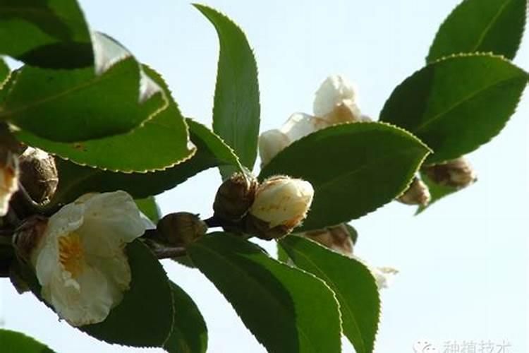 油茶树施什么肥比较好