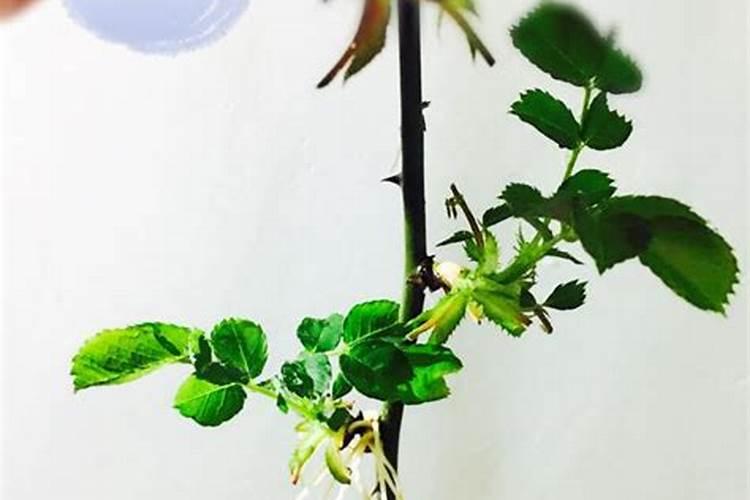 夏天移栽月季能活吗 方法是什么