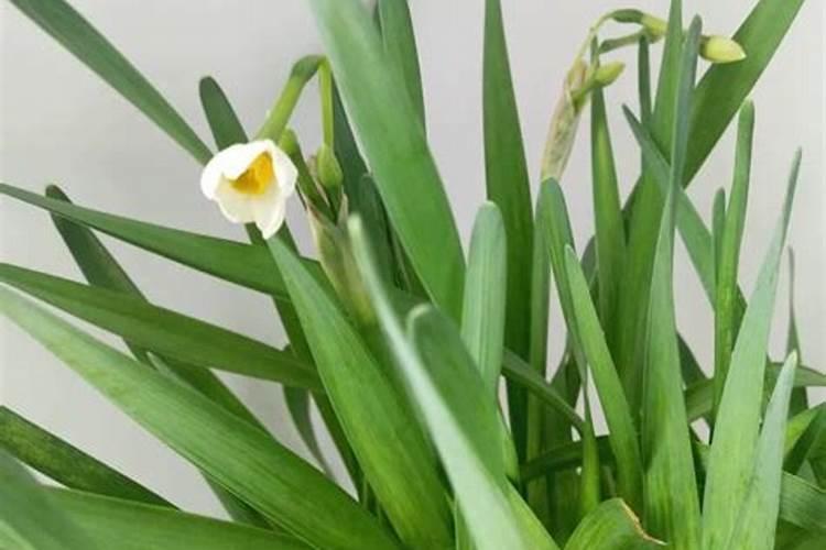 水仙花水培需要施肥吗