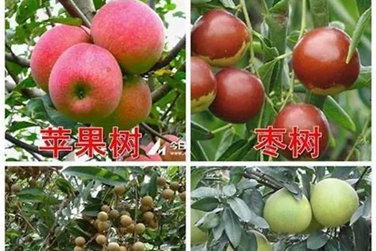 什么时候给果树上黄腐酸钾,作用是什么