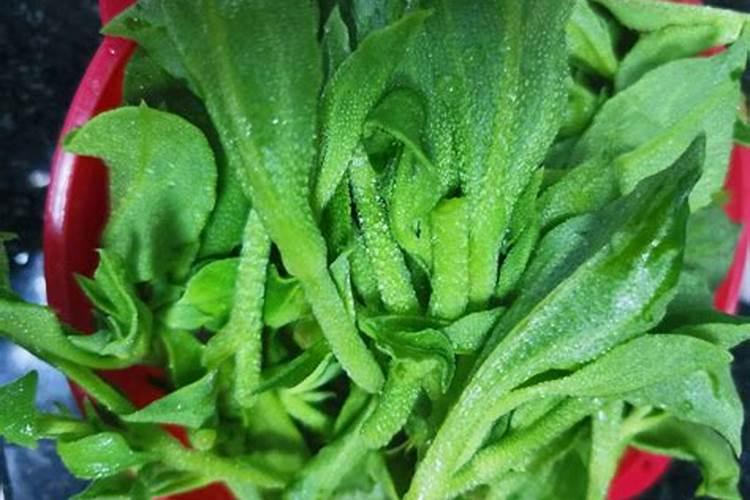 大豆田里有笔头草用什么除草剂好使？ 急