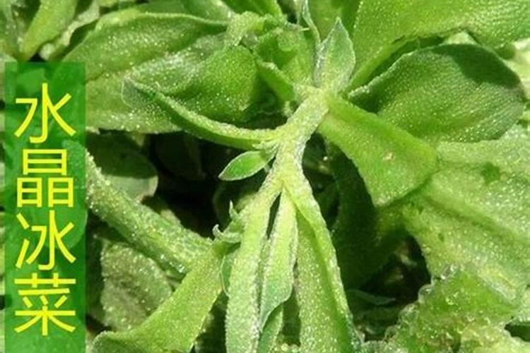 ...就是关于甘蔗苗后除草的,我想请教您,甘蔗苗后狗牙根怎么防除...