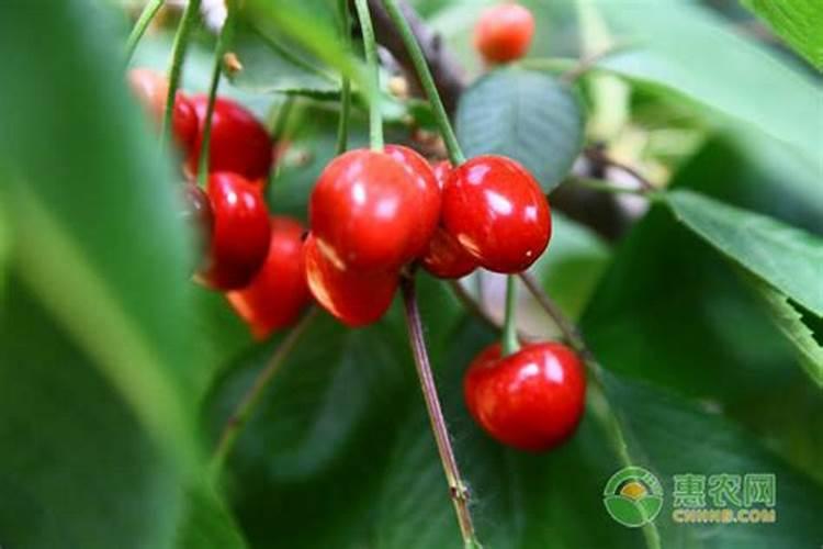 樱桃树施什么肥好