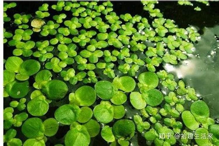 怎么养殖浮萍？？