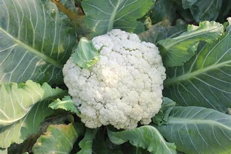 花椰菜和西兰花的生理病害？