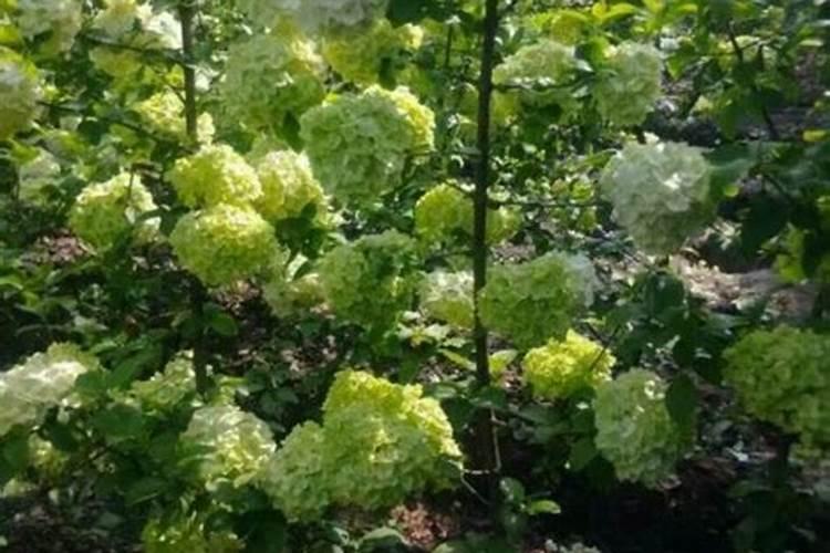绣球开花后怎么施肥