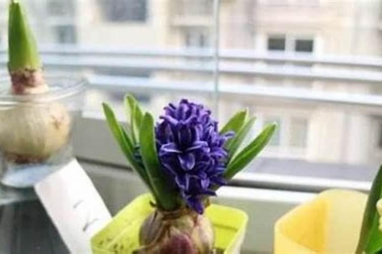盆栽风信子的养殖方法,分季浇水并花期施肥