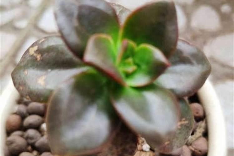 巧棵力水溶肥在芹菜上的效果如何？
