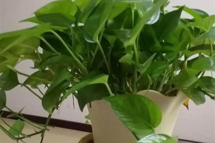 梅豆怎么种 种梅豆方法