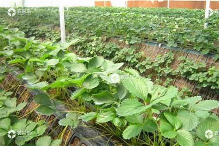 草莓育苗后期应该如何施肥？需要打“送嫁药”吗？