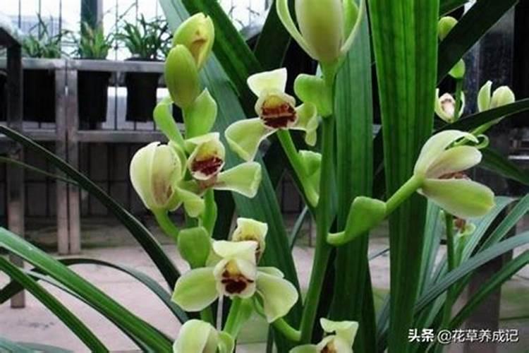 兰花浇什么肥料合适