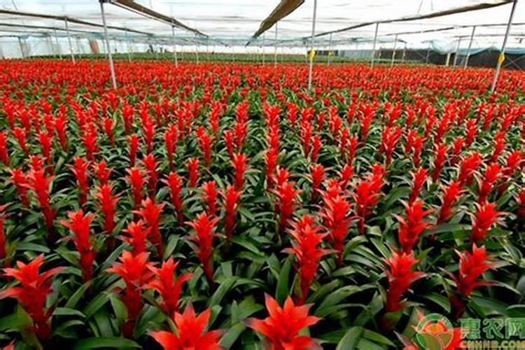 鸿运当头幼苗几年开花